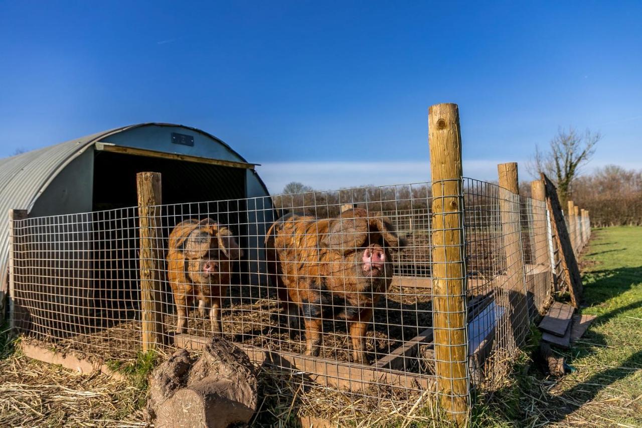 Вилла Morgan Sweet, Apple Tree Glamping, Nr Вэллс Экстерьер фото